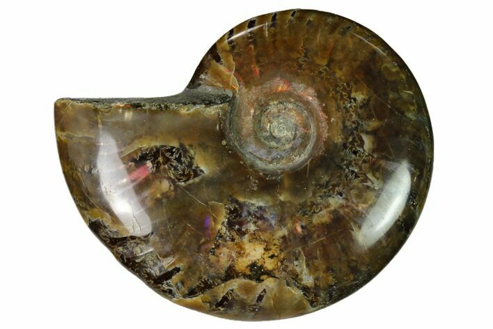 Red Flash Ammonite Fossil - Madagascar #151661